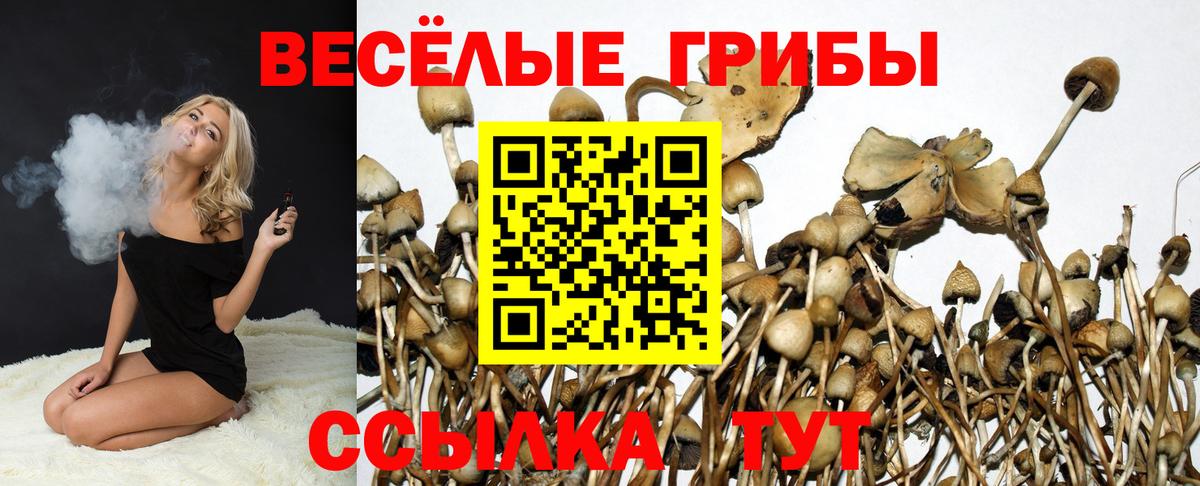 как найти   Псилоцибиновые грибы Psilocybe  Псилоцибиновые грибы Psilocybe  Вход с VPN  Тимашёвск 